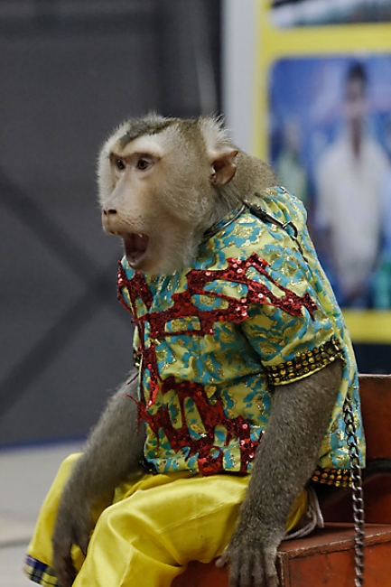 Lopburi King Narai fair-201